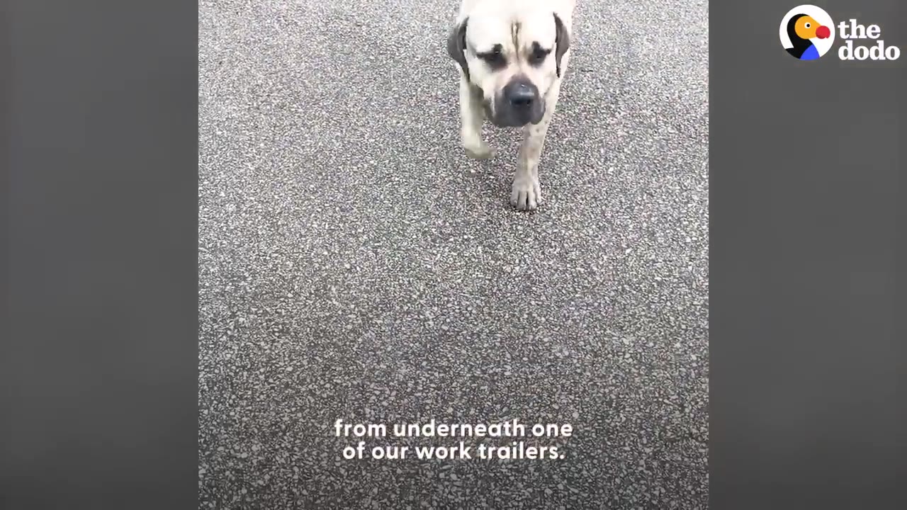 A large tan dog with a dark snout walking forward across an asphalt surface.