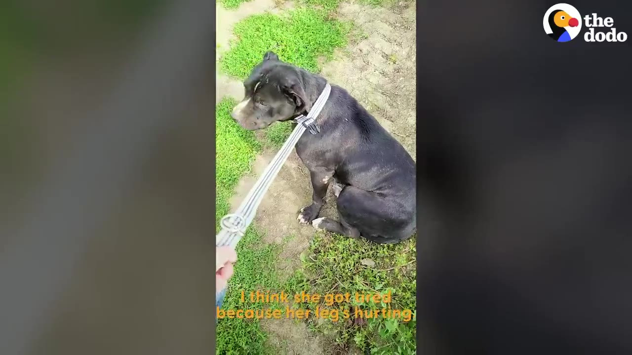 A black dog sits on a grassy path, wearing a makeshift leash made from a striped strap held by a person's hand.
