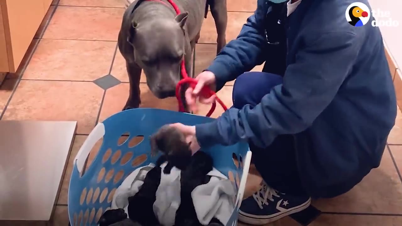 A veterinary worker in blue scrubs places a newborn black puppy into a blue laundry basket filled with other puppies, while the mother dog watches closely.