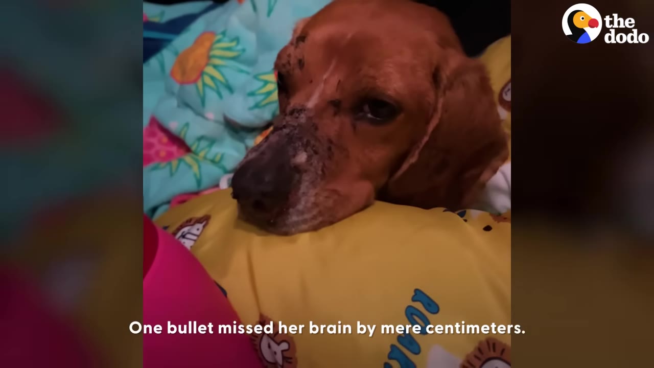 A close-up of a brown dog with facial injuries resting its head on a yellow pillow, with text overlay reading 'One bullet missed her brain by mere centimeters.'