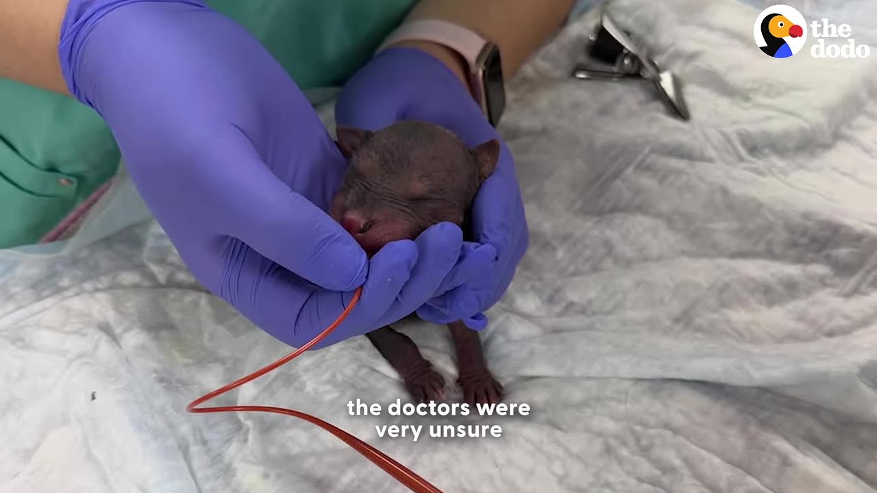 A close-up of a tiny, hairless puppy being gently held by a person wearing purple medical gloves at an animal hospital.