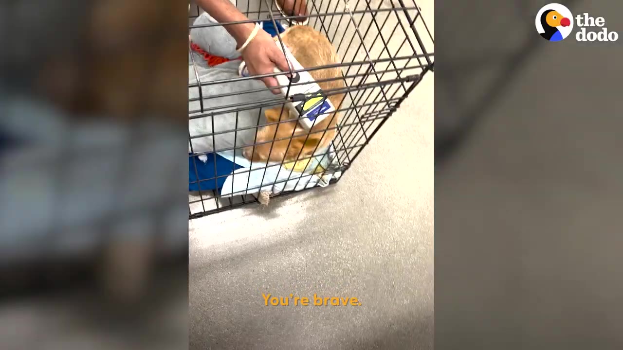A hand holding a microchip scanner over a small tan dog inside a wire crate.