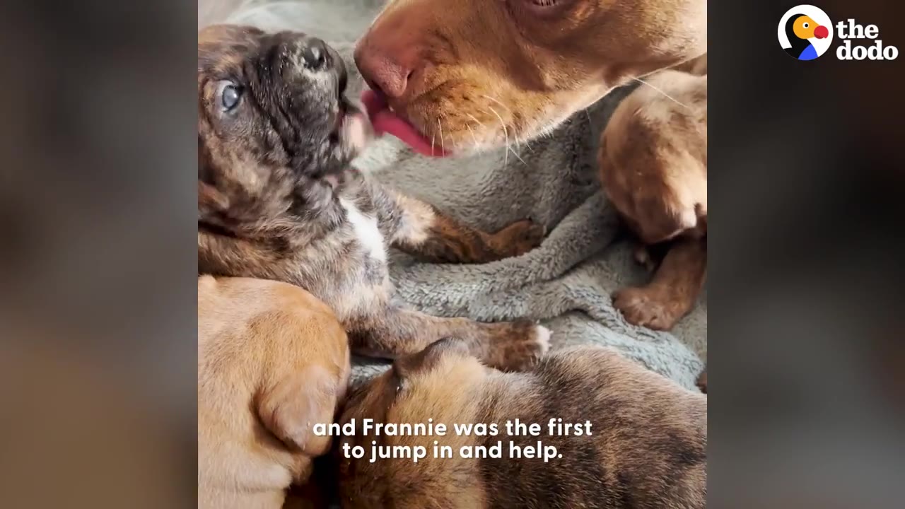 A brown dog tenderly licking the face of a small brindle puppy surrounded by littermates on a blanket.