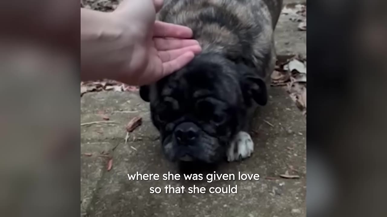 A hand gently pets the head of a small, timid brindle pug outdoors on a stone walkway.