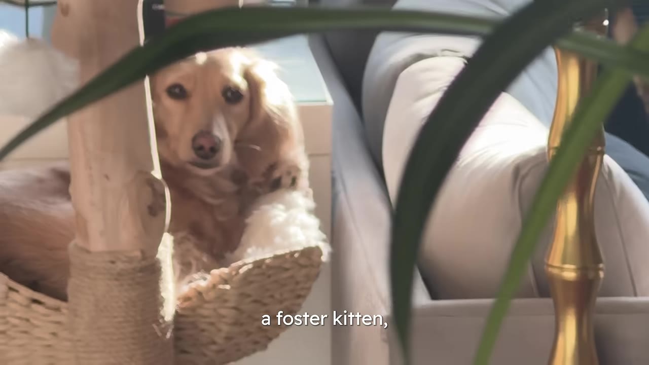A small long-haired dog looking forward while sitting inside a basket cat tree behind a houseplant.