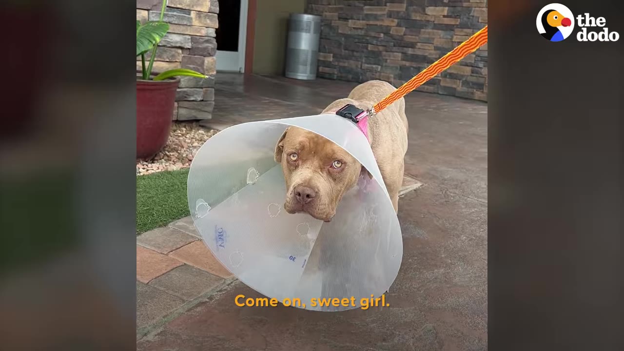 A brown dog wearing a plastic recovery cone walks timidly on a leash, looking up with wide, uncertain eyes.