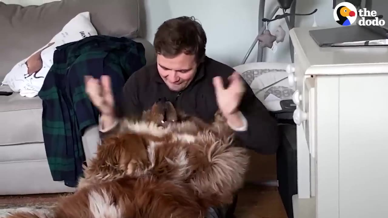 A man smiling as he plays with a fluffy brown dog lying on its back on the floor next to a couch.