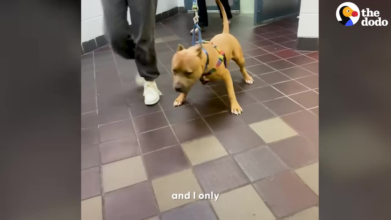 A tan dog wearing a colorful harness walks on a leash along a tiled hallway floor next to a person.