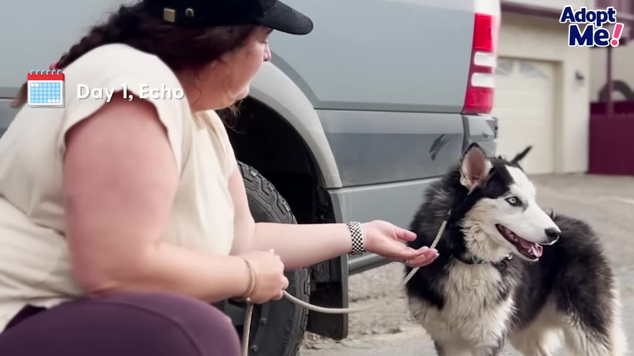 A woman crouching near a husky dog on a leash next to a grey vehicle on Day 1 of his arrival.