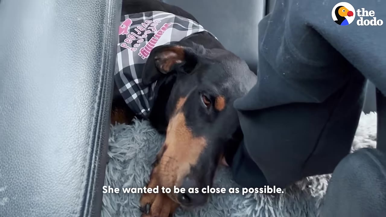 A black and tan Doberman wearing a plaid bandana rests her head closely against her rescuer's leg while lying on a fluffy grey dog bed in the back of a car.