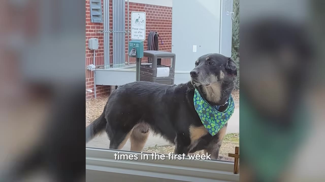 A black and tan dog wearing a green patterned bandana stands outside a glass door looking inside.
