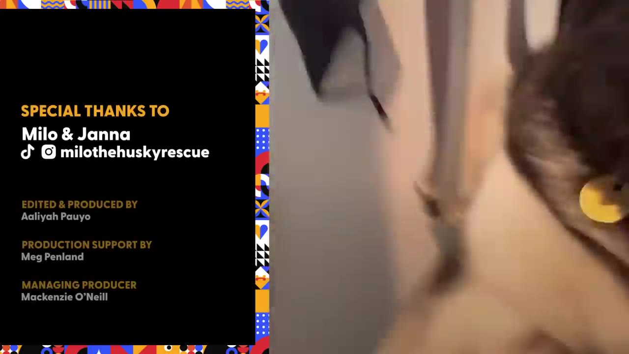 A husky dog wearing a collar with a yellow tag, shown alongside credits text on a split screen.