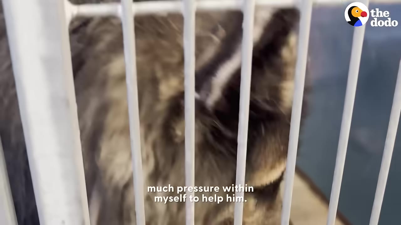 A fluffy, dark-furred dog seen through the white metal bars of a kennel cage.