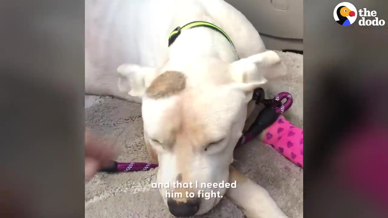 A close-up of a white dog lying down with its eyes closed as a hand gently reaches out to touch it, with text overlay reading 'and that I needed him to fight.'