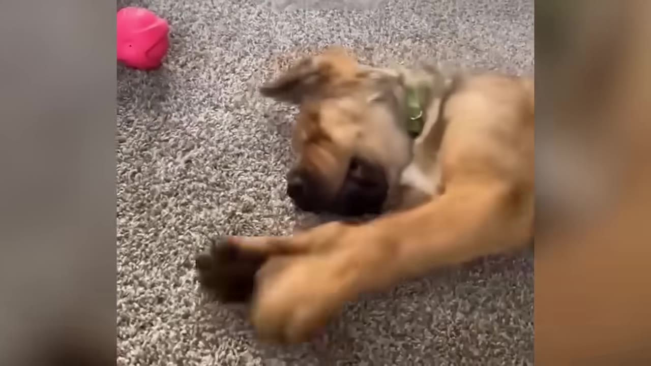 A tan puppy rolling playfully on a grey carpet next to a pink toy.