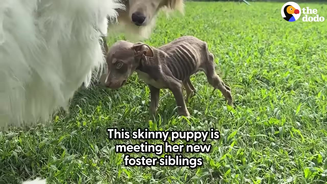 A very thin, small puppy standing on grassy lawn being approached gently by larger dogs.