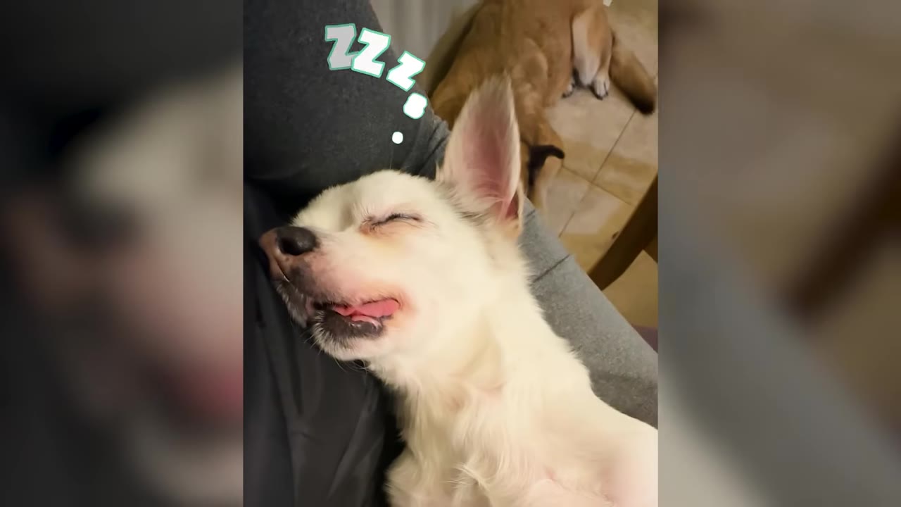 A small white dog sleeps deeply with its eyes closed while lying on a person's lap.