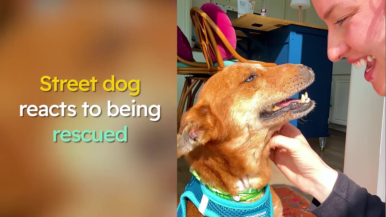 A woman smiling warmly as she gently scratches a brown dog in a teal harness under its chin.