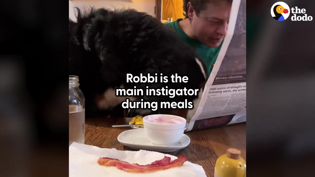 A large fluffy dog rests its head on a wooden table next to a man reading a newspaper near plates of food.