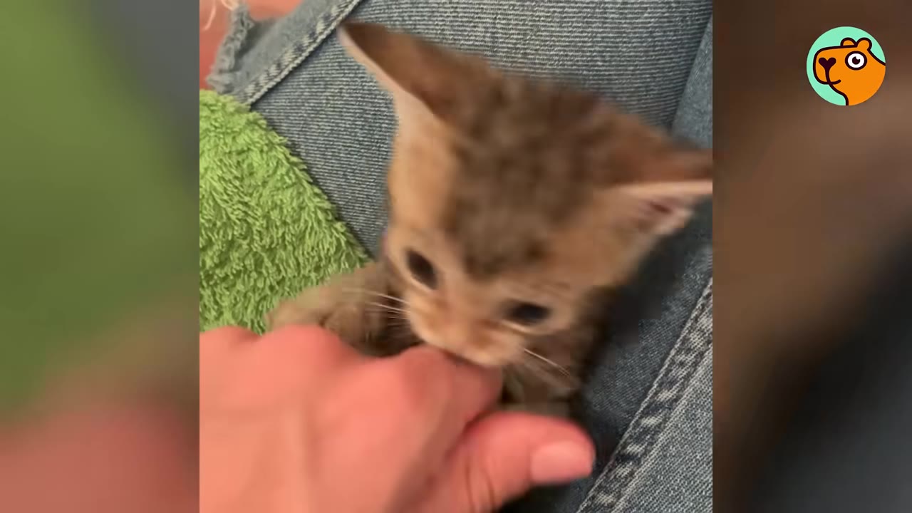 A tiny brown tabby kitten resting on a person's lap in jeans, gently biting on a finger.
