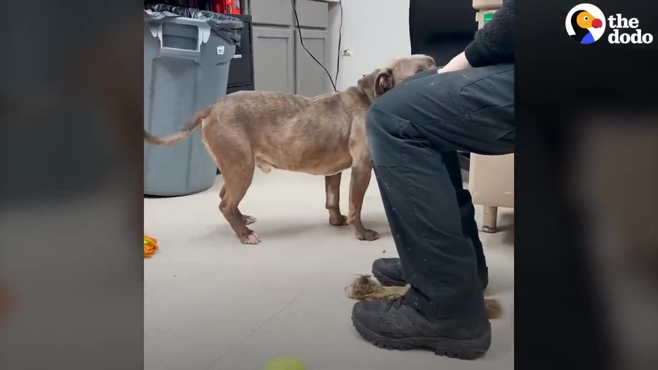 A slender brown dog standing in an office room near a sitting person's legs.