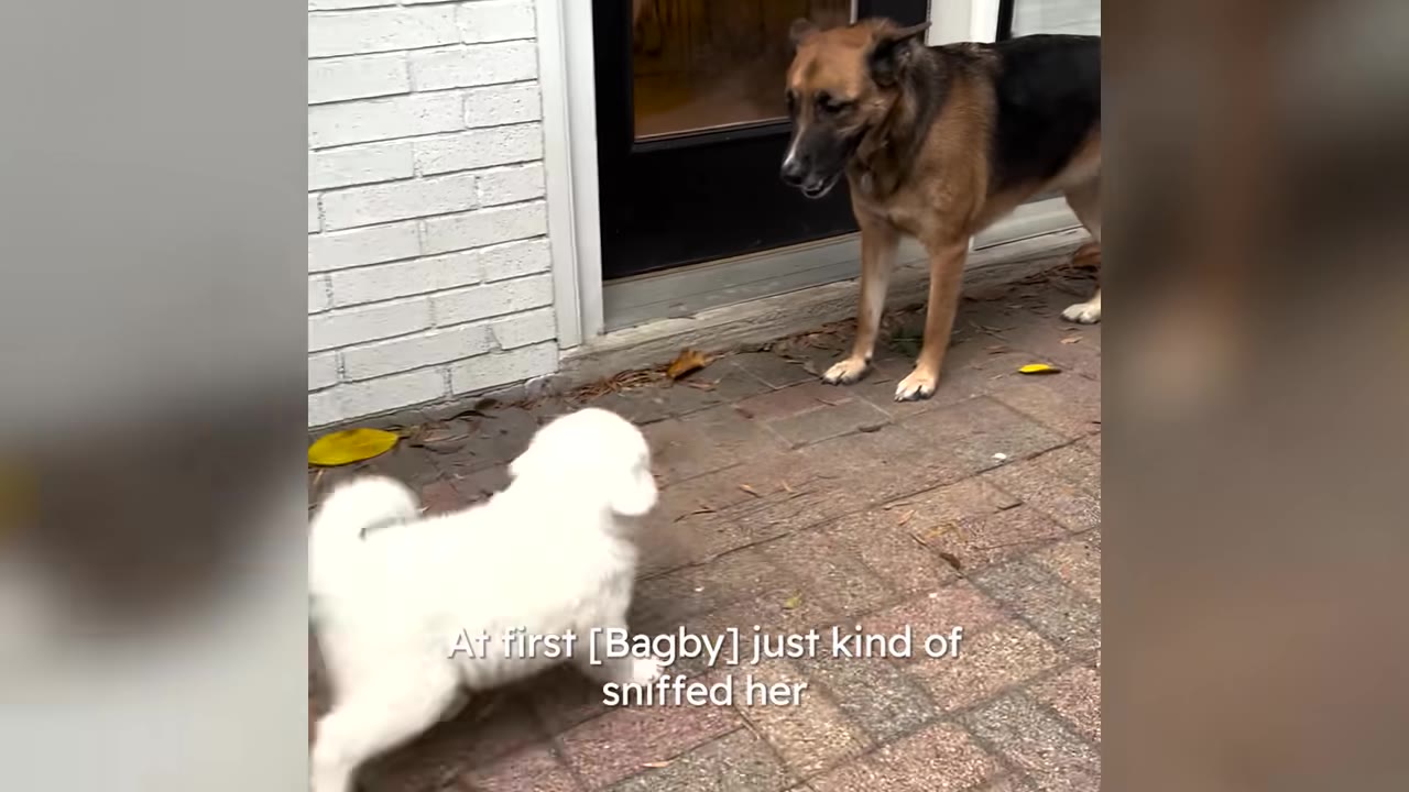 A German Shepherd stands near a doorway facing a small white fluffy puppy on a brick patio.