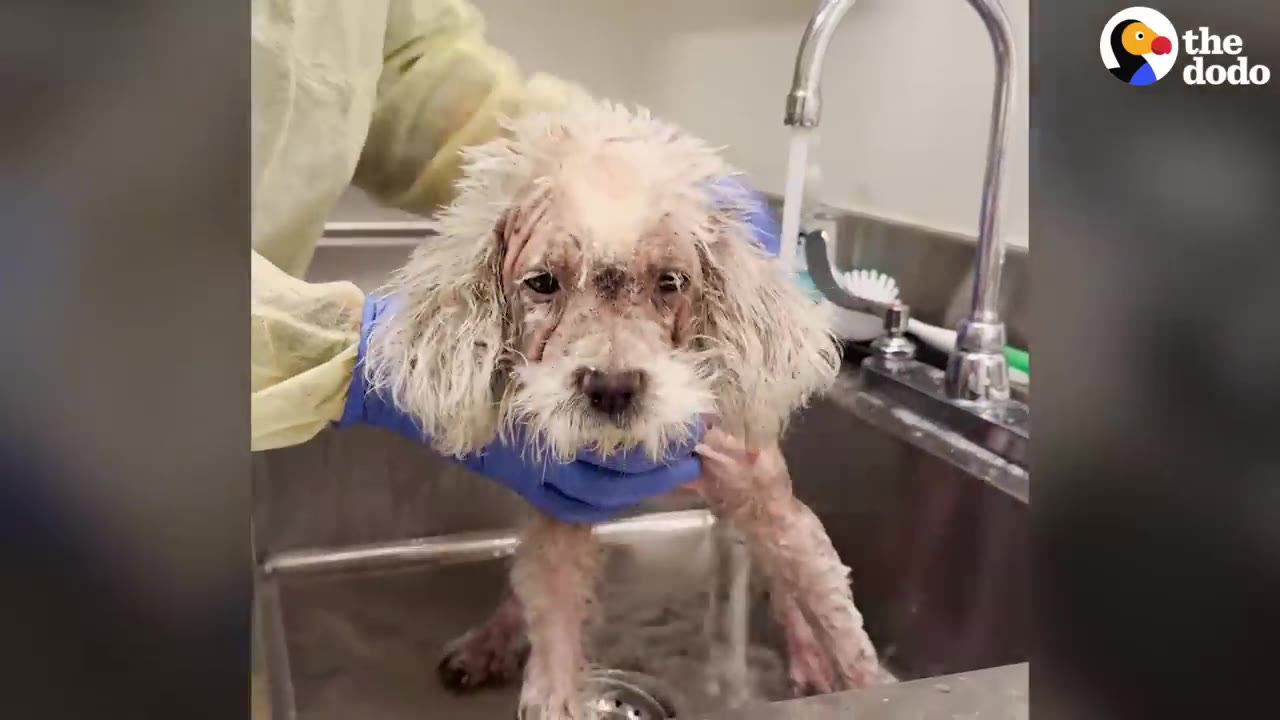 A person wearing blue gloves gently holds a small wet dog in a stainless steel sink while water runs from the faucet.