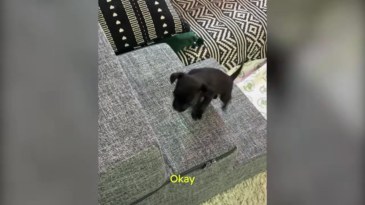 A tiny black puppy stands on gray fabric pet stairs near a patterned pillow.
