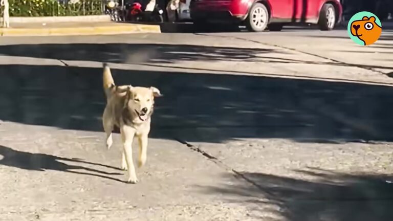 Tennessee Woman Rescues A Stray Dog Who Won’t Stop Following Her Van, But Bringing Him Home From Bolivia Proves Complicated