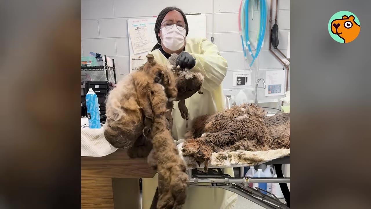 A person wearing a face mask, protective gown, and gloves holds up large clumps of matted fur in a clinic setting.