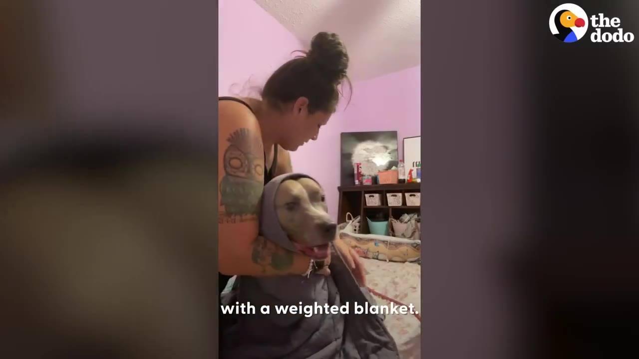A woman wraps a grey dog in a dark grey weighted blanket indoors.