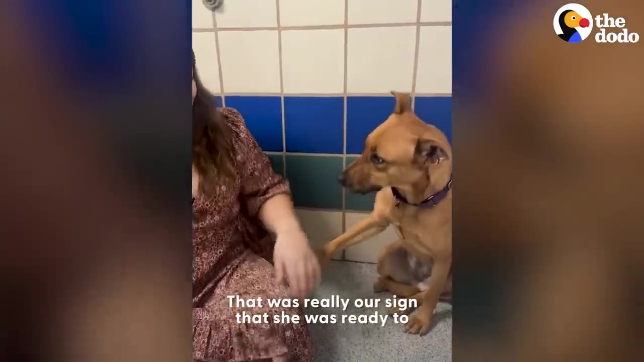 A brown dog sitting on the tiled floor reaches its front paw out to touch a woman's arm.