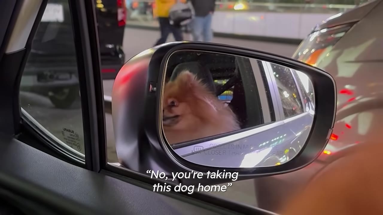 A fluffy Pomeranian dog is visible in the reflection of a car's side-view mirror, with text overlay reading, 'No, you're taking this dog home'.
