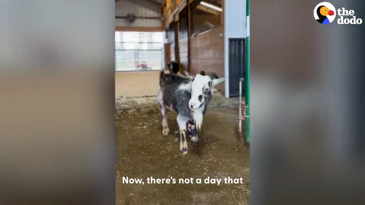 A small black and white goat standing in a barn near wooden stalls.