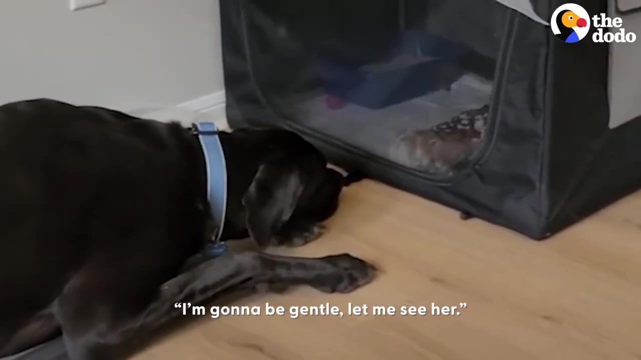 A large black dog with a blue collar lies on the floor looking through a mesh enclosure at a tiny kitten inside.