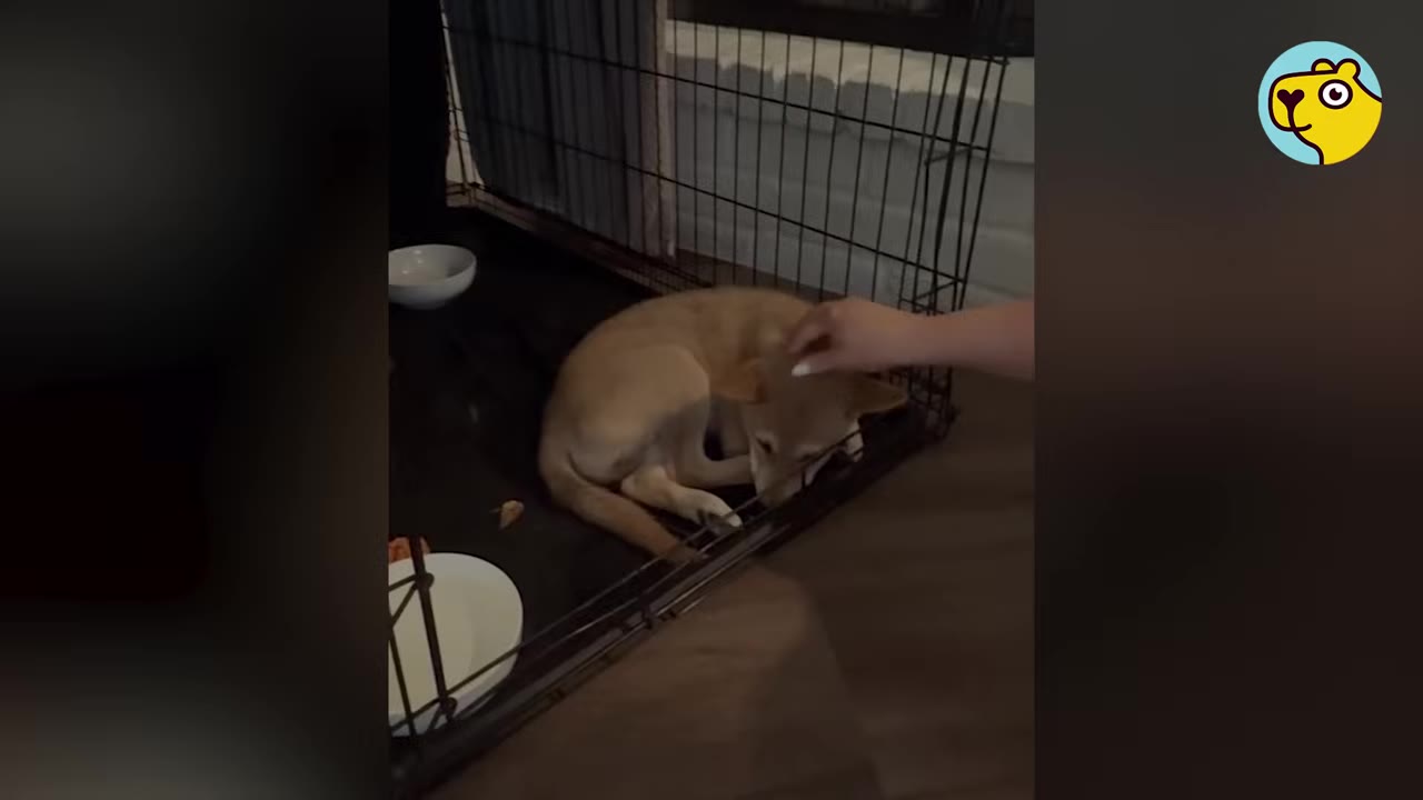 A small light brown pup curled up inside a wire crate with water and food bowls as a hand gently pets its head.