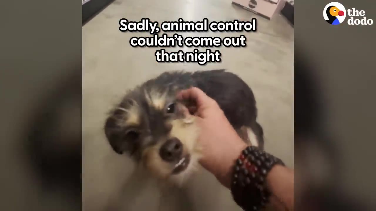 A person wearing a beaded bracelet pets a small scruffy puppy on the head.