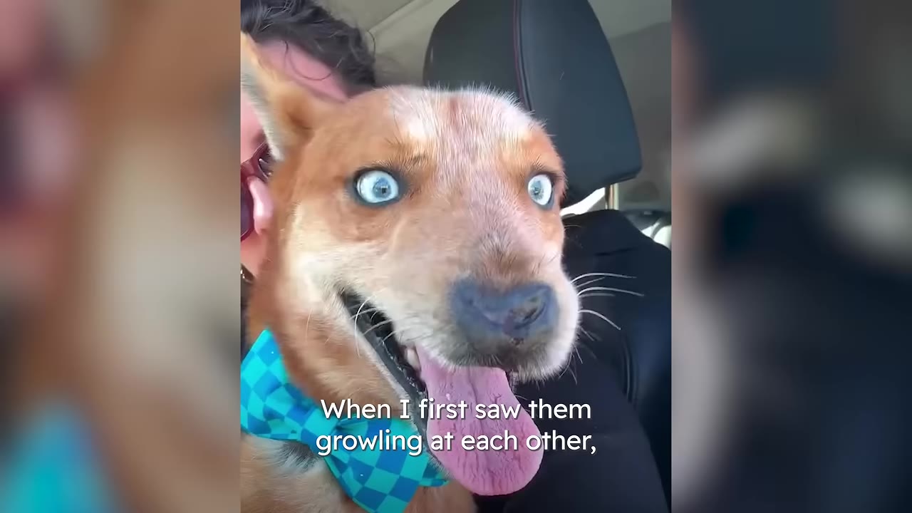 A close-up of a brown dog with wide, intense blue eyes and its tongue out, wearing a blue checkered bow tie inside a car.