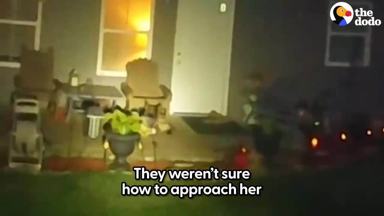 A dog sits on a chair on a front porch lit by a warm light at night, with text reading 'They weren't sure how to approach her'.