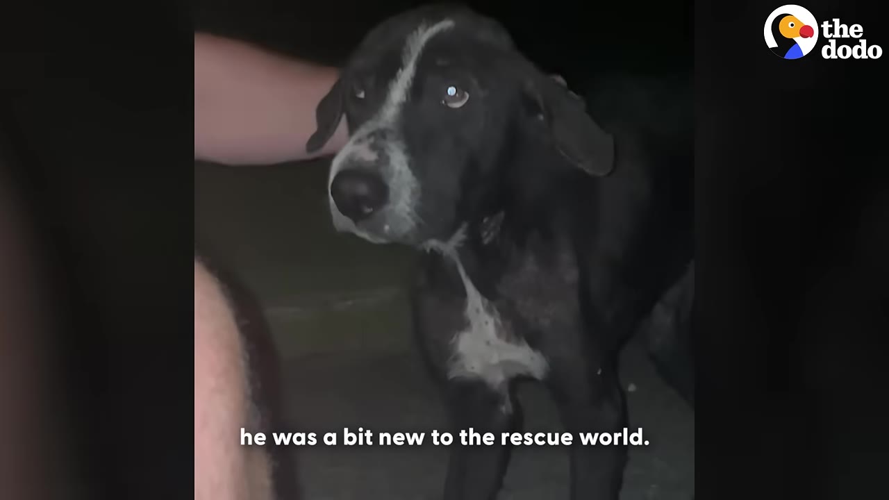 A black and white dog stands outside at night, looking up with wide eyes as a person gently pets its head.