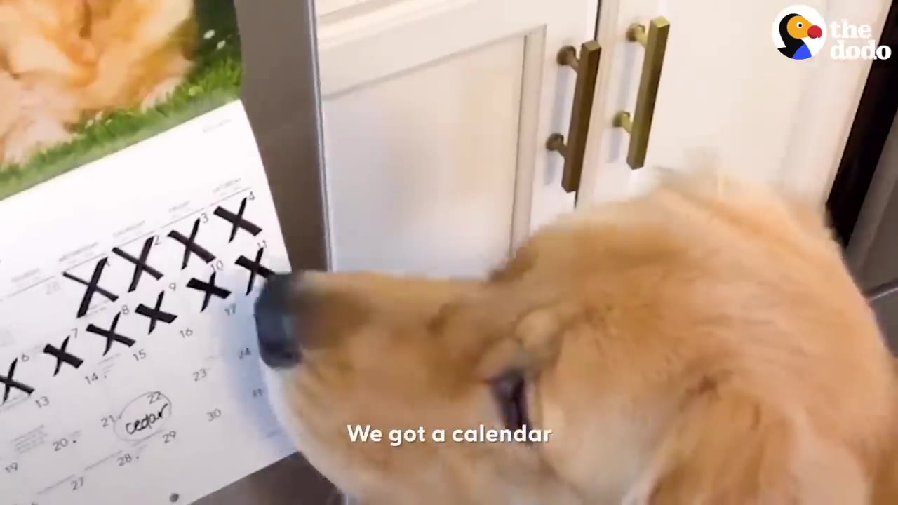 A golden retriever inspecting a calendar hanging on a wall with several days marked off with X's.