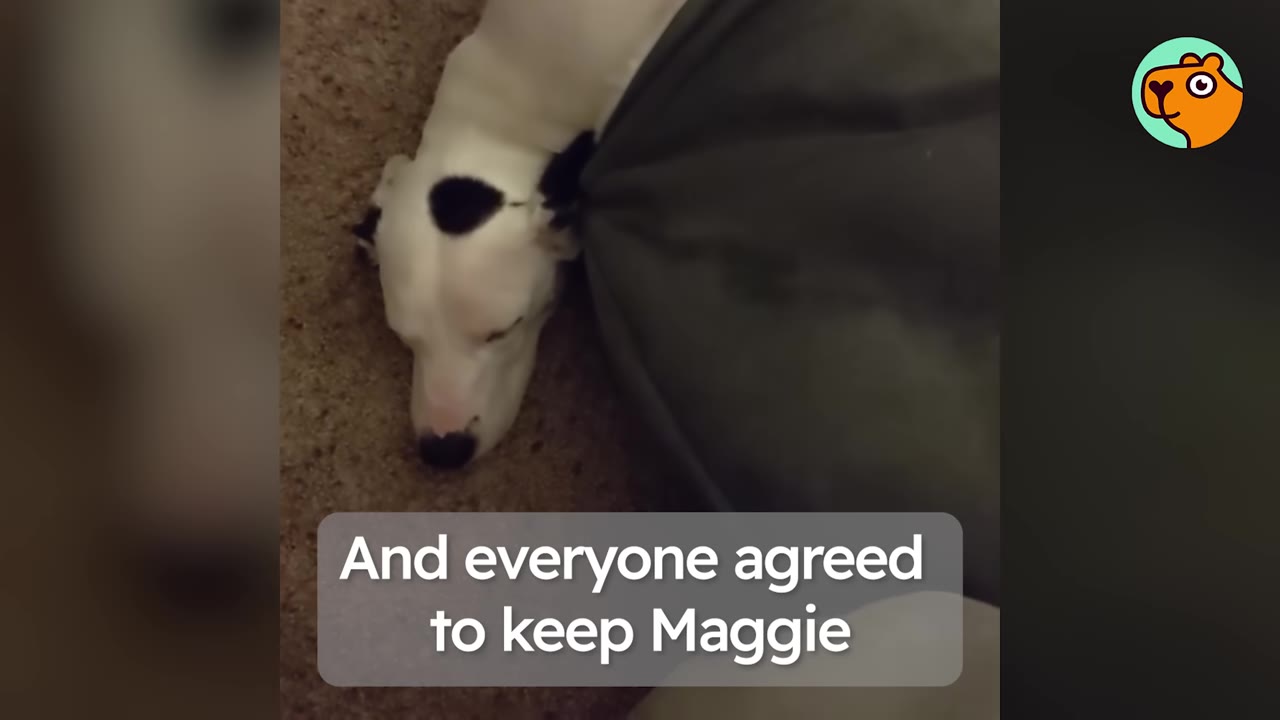 A black and white spotted dog resting peacefully on a carpet indoors.