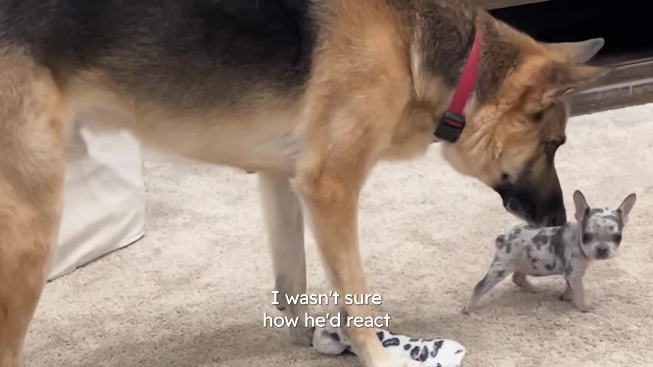 A large German Shepherd gently sniffs a tiny merle puppy on a carpeted floor.