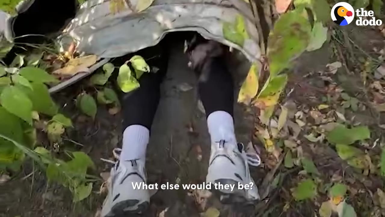 A person's legs and feet wearing sneakers extend out from a narrow corrugated pipe buried under leaves and green plants.