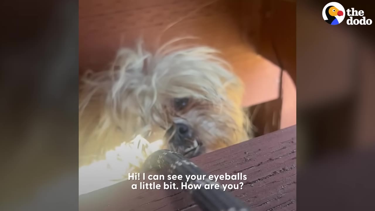 A small, fluffy, light-colored dog with long hair peeks out from under a wooden step, looking towards a black leash in the foreground.