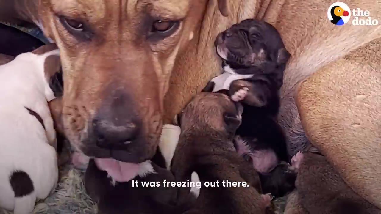 A mother dog licking her newborn puppies as they huddle close against her body.