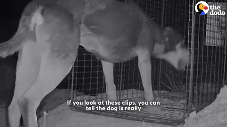 California Desert Dog Outsmarted Every Trap Until Rescuers Hid One Thing Under Her Paws