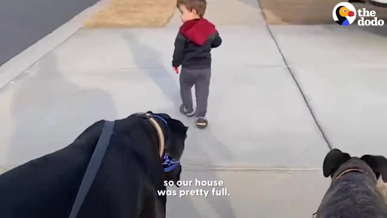 A young boy walking down a sidewalk ahead of two large dogs on leashes.