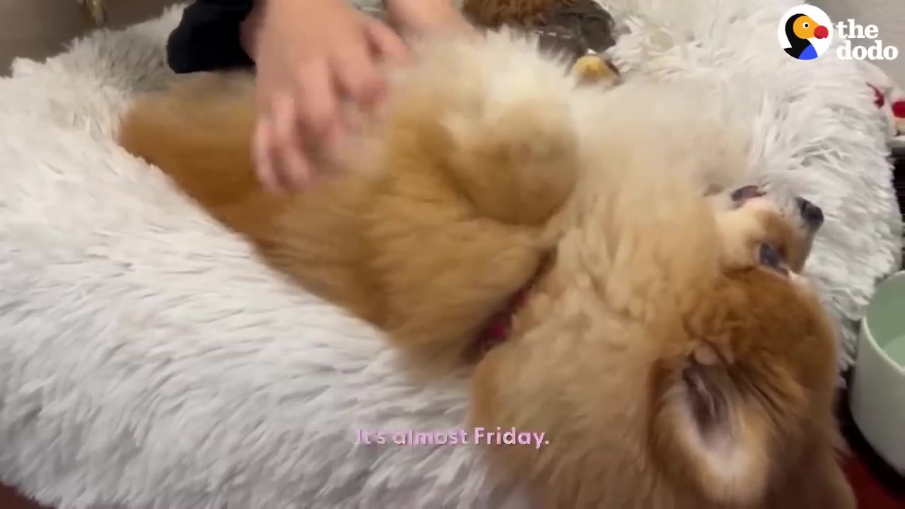 A small fluffy Pomeranian lies on its back in a white fluffy bed while being petted on its belly.