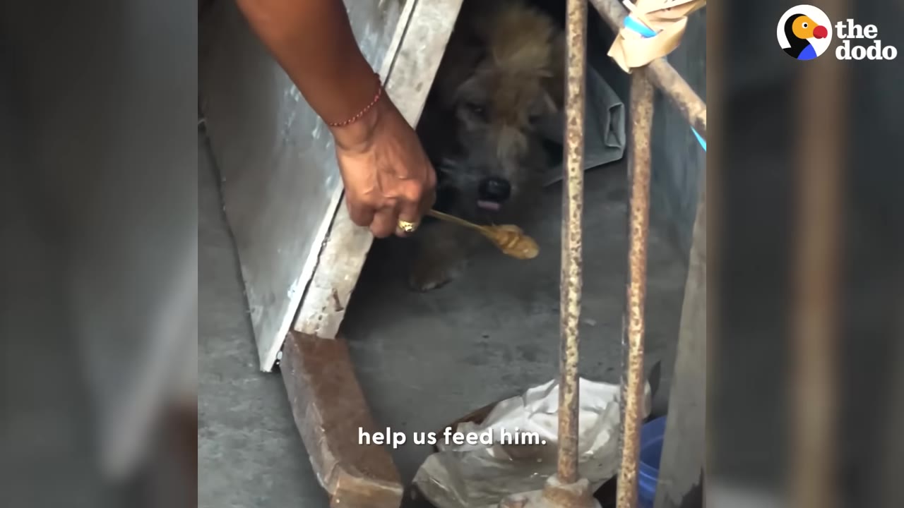 A person extending a wooden spoon with food to a dog resting under a sheltered structure.